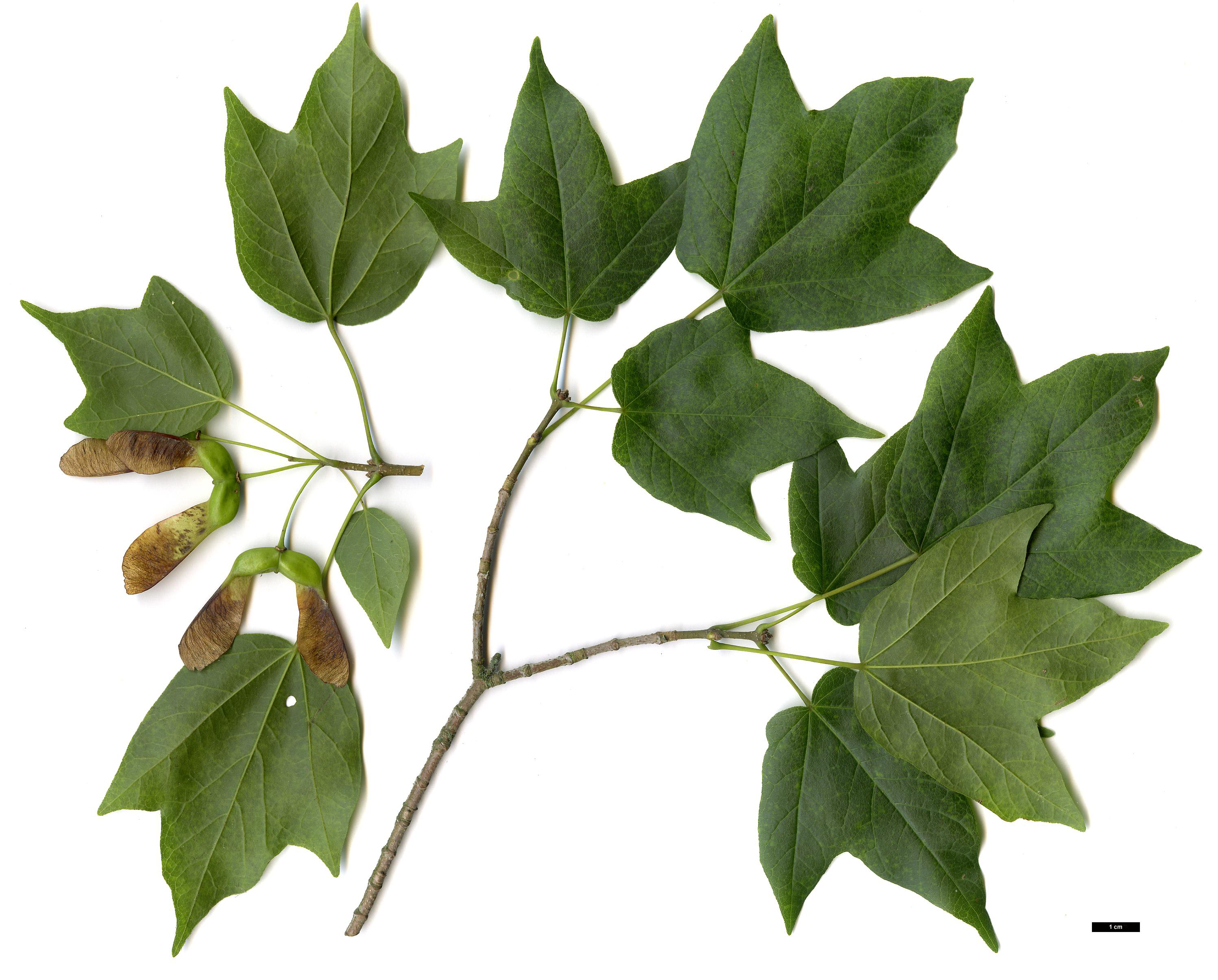 High resolution image: Family: Sapindaceae - Genus: Acer - Taxon: ×bornmuelleri (A.campestre × A.monspessulanum)